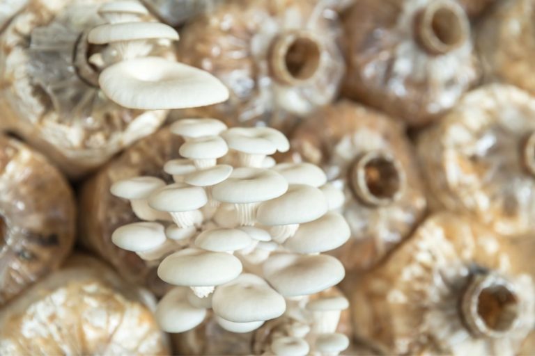 8 Books on Growing Mushrooms at Home. The Best Step by Step Guides + 1 Extra